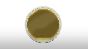 高分辨率磁光傳感器，磁場的磁光可視化成為可能！